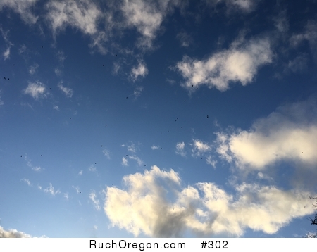 40+ Turkey Vultures Flying - Ruch, Oregon by kennygadams 