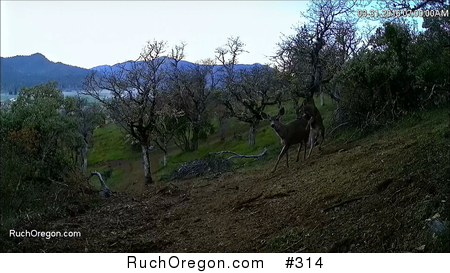 Deer Listening for Mate and Attempting to Mount Her Photo - Ruch, Oregon by kennygadams 