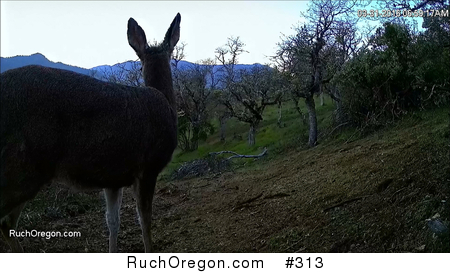 Deer Listening for Mate and Attempting to Mount Her Photo - Ruch, Oregon by kennygadams 