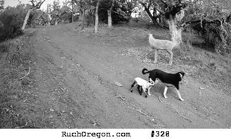 Dog with Lamb and a Decoy Doe Deer - Ruch, Oregon by kennygadams 