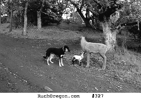 Dog with Lamb and a Decoy Doe Deer - Ruch, Oregon by kennygadams 