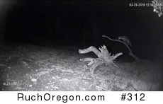 Fox Climbing Dead Tree Branch - Ruch, Oregon  by kennygadams