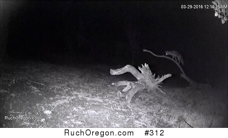 Fox Climbing Dead Tree Branch - Ruch, Oregon by kennygadams 