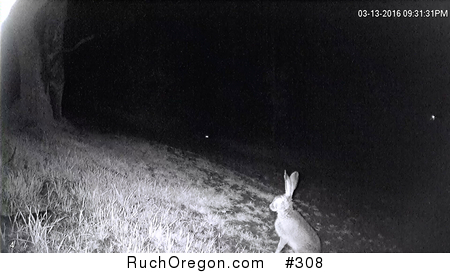 Fox Stalking Rabbit - Ruch, Oregon by kennygadams 