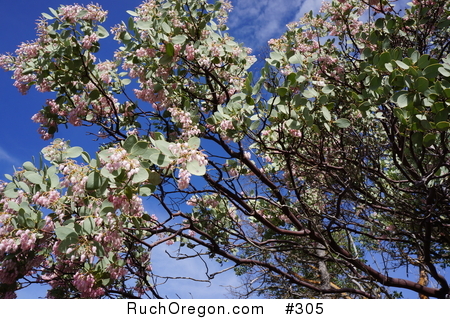 Manzanita Tree with Pink Flowers in Ruch, Oregon by kennygadams 