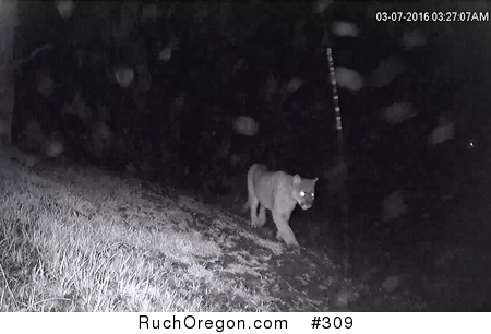 Mountain Lion Photo - Ruch, Oregon by kennygadams 