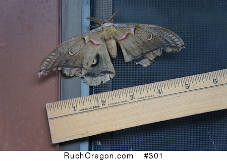 Polyphemus moth (Antheraea polyphemus) - Ruch, Oregon  by kennygadams 