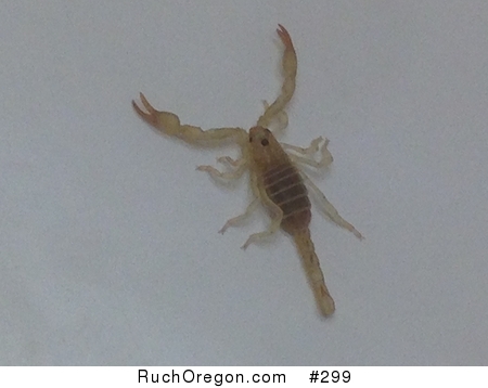 Swollenstinger Scorpion found in Ruch, Oregon by kennygadams 