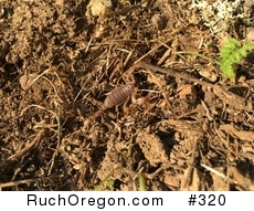 Swollenstinger Scorpion in Ruch, Oregon  by kennygadams