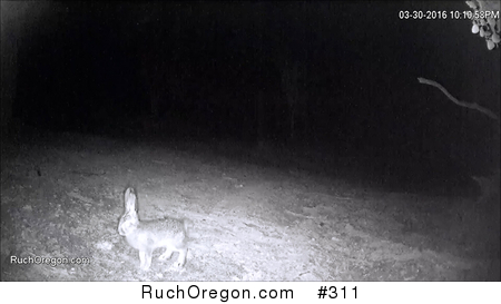 Unidentified Rabbit - Ruch, Oregon by kennygadams 