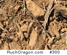 Unidentified Tan Bug - Ruch, Oregon  by kennygadams