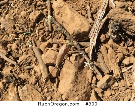 Unidentified Tan Bug - Ruch, Oregon by kennygadams 