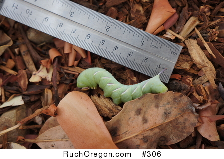 Waved Sphinx (Ceratomia undulosa) Caterpillar - Ruch, Oregon by kennygadams 