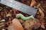 Waved Sphinx (Ceratomia undulosa) Caterpillar - Ruch, Oregon