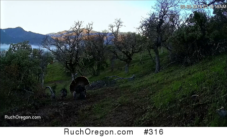 Wild Tom Turkey Traveling With His Harem - Ruch, Oregon by kennygadams 