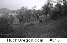 Young Deer Cautiously Approaching Camera - Ruch, Oregon  by kennygadams