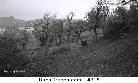 Young Deer Cautiously Approaching Camera - Ruch, Oregon by kennygadams 