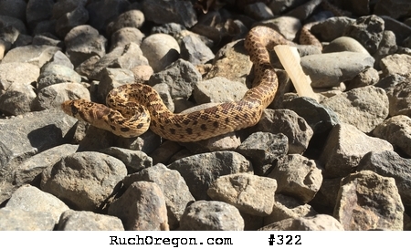 Young gopher snake on driveway - Ruch, Oregon by kennygadams 