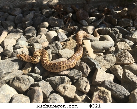 Young gopher snake on driveway - Ruch, Oregon by kennygadams 